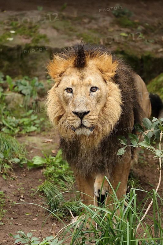 A lion with an impressive mane stands alert in a natural setting, Asiatic Lion (Panthera leo persica), male, walking on the ground, Germany