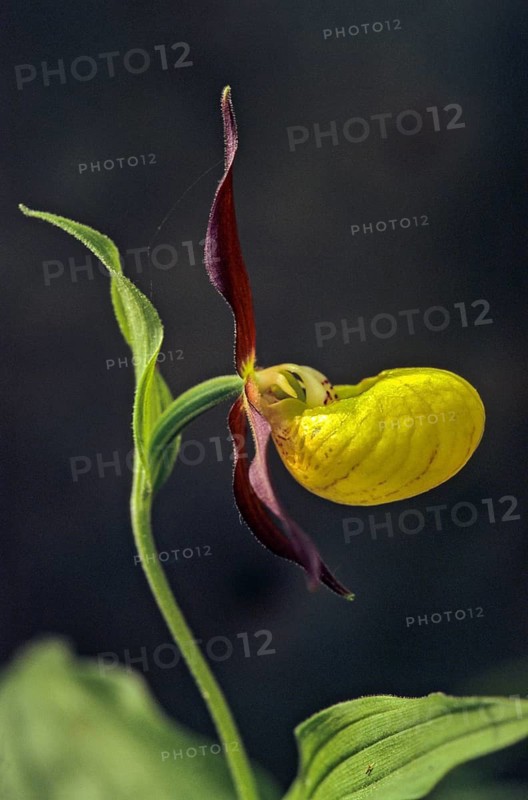 Cypripedium calceolus, lady's slipper orchid, orchidaceae, orchids, orchid plants, flora, high size, vertical format, plants, plants
