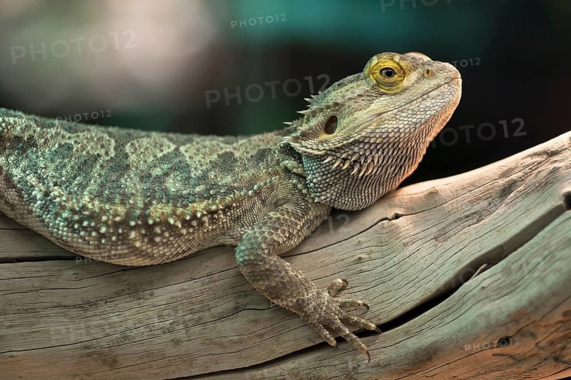 Central bearded dragon (Pogona vitticeps) in a terrarium, captive, Germany