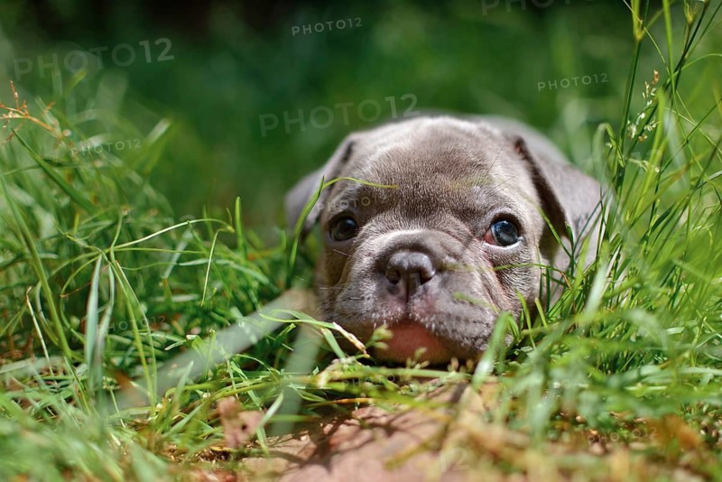 Cute very young French bulldog puppy with blue gray coat peeking through tall grass