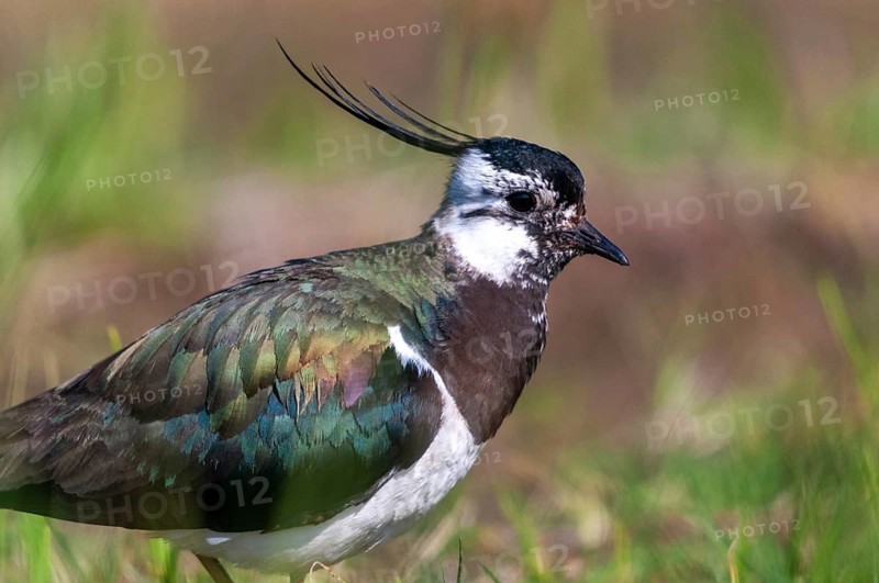 Lapwing, vanellus vanellus, birds, charadriiformes, limikolen, plovers, birds, waders, waders