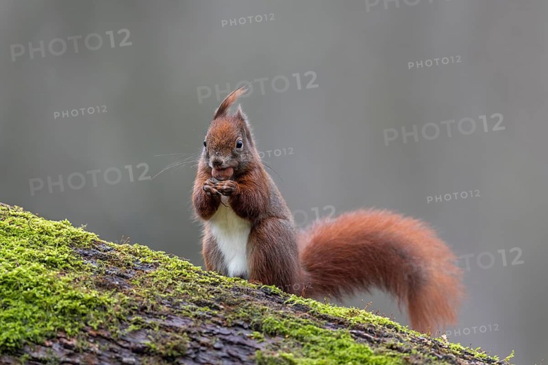 The squirrel (Sciurus vulgaris) finds most of the hiding places for winter supplies, even under snow, only a small part is forgotten, sweet, cute, January, Germany