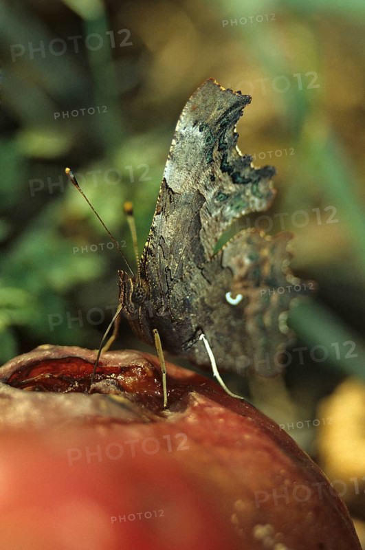 C-butterfly, comma butterfly, nymphalis c-album, polygonia c-album, butterfly, garden, high size, portrait format, insects, butterfly, mixed fruit, butterflies