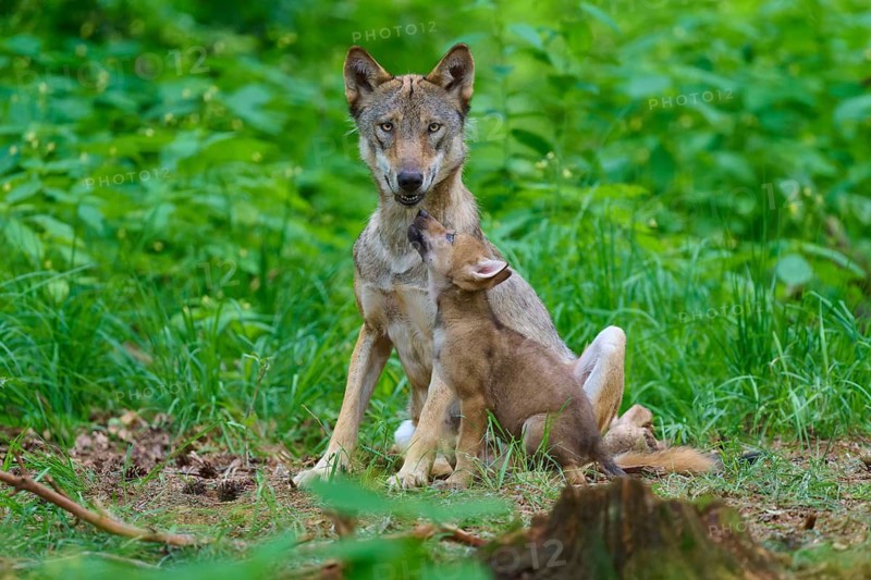 A family of wolves in the forest, the cub looks up admiringly at the adult wolf, summer, wolf (Canis lupus), Germany
