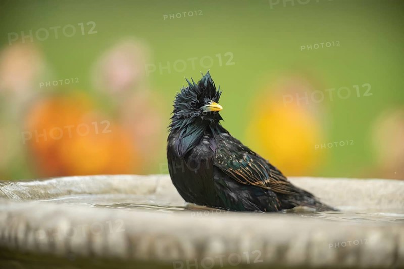 European or Common starling (Sturnus vulgaris) adult bird in water of a garden bird bath, England, United Kingdom