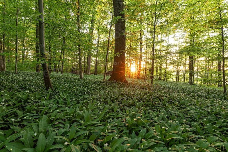 Sunlight through a tall oak (Quercus) in a spring forest with wild garlic (Allium ursinum) and sun star. Kirchheim unter Teck, Baden-Württemberg, Germany