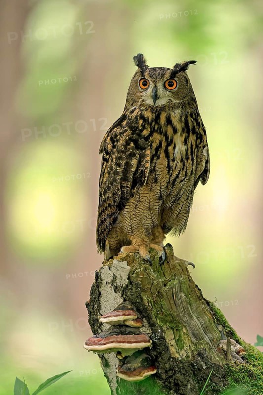 Eurasian Eagle-owl (Bubo bubo), adult, perch, vigilant, in summer, Wisdom, Šumava, Czech Republic