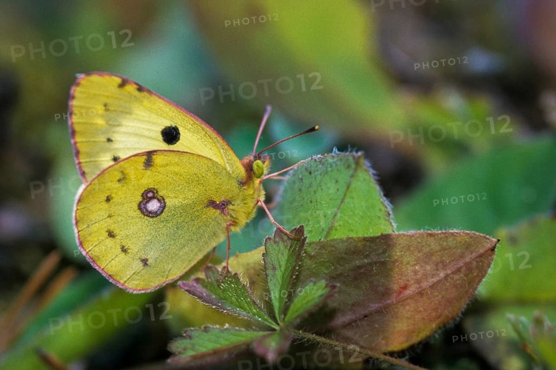 Berger's clouded yellow, colias alfacariensis, horseshoe clover haybutterfly, butterfly, insects, leo, butterfly, butterflies, butterflies