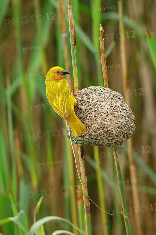 A gold weaver building a nest, iSimangaliso Wetland Park, St Lucia, KwaZulu-Natal, South Africa