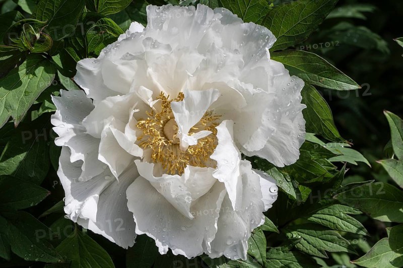 Shrub peony (Paeonia suffruticosa Godaishu), Emsland, Lower Saxony, Germany