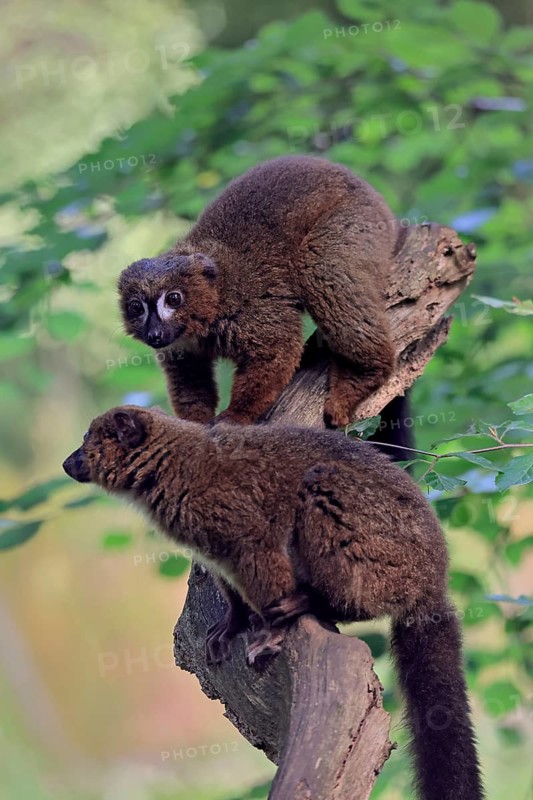 Red-bellied lemur (Eulemur rubriventer), adult, female, male, pair, on a tree trunk, alert, Madagascar