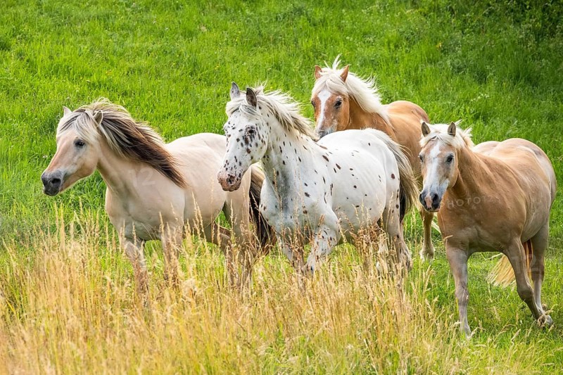 Four horses are running across the pasture: two Haflingers, a Knabstrupper and a Fjord horse (Norwegian, Fjord pony), trotting and galloping