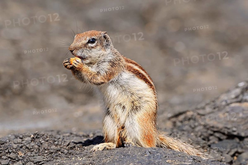 Atlas squirrel or North African bristle squirrel (Atlantoxerus getulus) sitting on a rock and eating, Fuerteventura, Canary Islands, Spain
