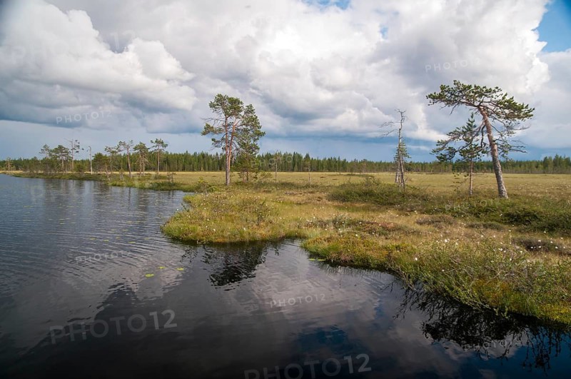 Finland, Bog, Countries, Lake, Landscape, Countries, Marsh, Moor, Travel, Lake, Travels