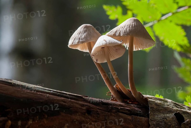 Common Bonnet, Mycena Galericulata, Pink-Leafed Helmet, Rosy-Gill Fairy Helmet, Toque Mycena, Fungus, Mushrooms