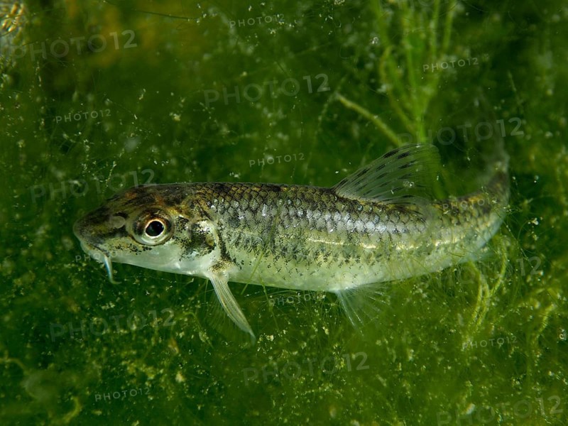 A small gudgeon (Gobio gobio) swimming close to dense green algae, dive site Klosterinsel, Rheinau, Canton Zurich, Rhine, High Rhine, Switzerland, Germany