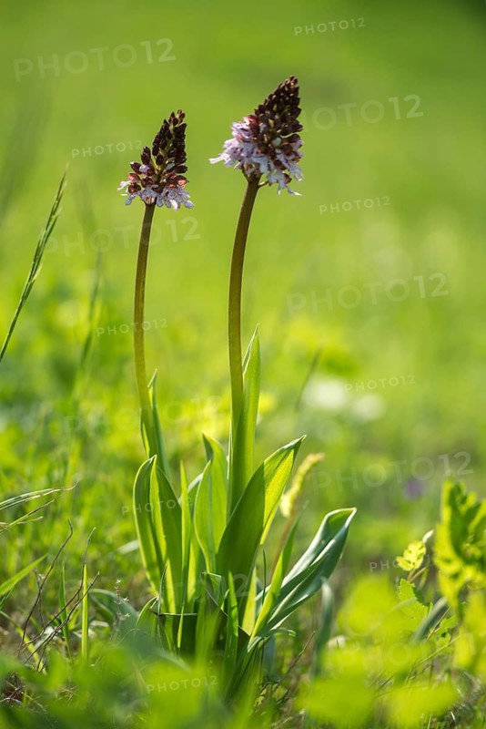 Fireboywort, Neotinea ustulata, orchidaceae, orchids, orchid family, orchis ustulata, burnt orchid, burnt-tip orchid, flora, high size, vertical format, plants, plants