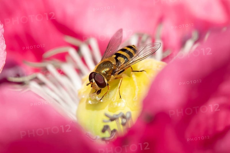 Common hoverfly (Eupeodes corollae) adult insect feeding on a garden poppy flower in summer, Suffolk, England, United Kingdom