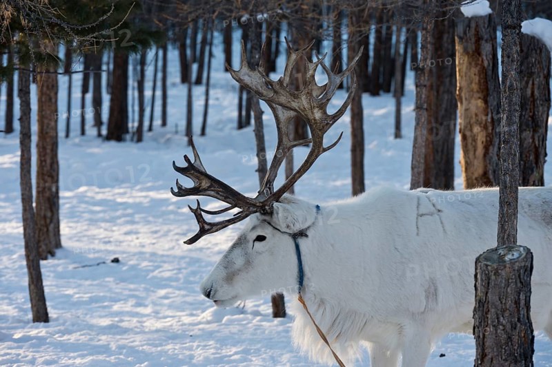 Reindeer belonging to Mongolian reindeer herders at their winter camp in the Mongolian subarctic taiga at minus 30 degrees Celsius, the Tsaatan or Dukha people in Northern Mongolia, Tsagaan Nuur (also Tsagaannuur), Khövsgöl Province, Khovsgol, Mongolia