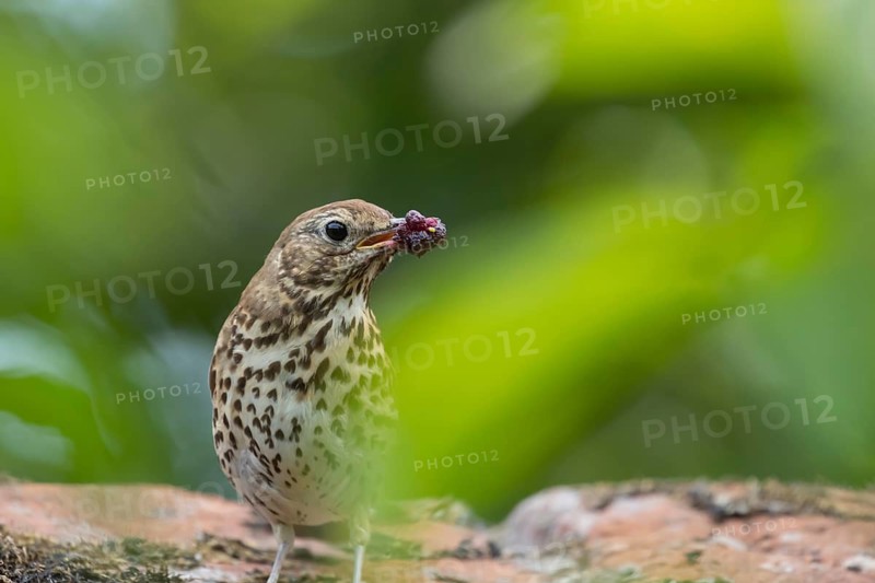 Song thrush (Turdus philomelos) adult bird with a beak full of soft fruit for food in summer, England, United Kingdom