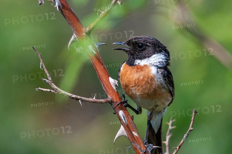 Brandenburg, Germany, Nabu, national natural heritage, natural paradise Grünhaus, saxicola torquata, black throat, stonechat, post-mining landscape, birds, song, green house, male, passeri, singing, songbirds, birds