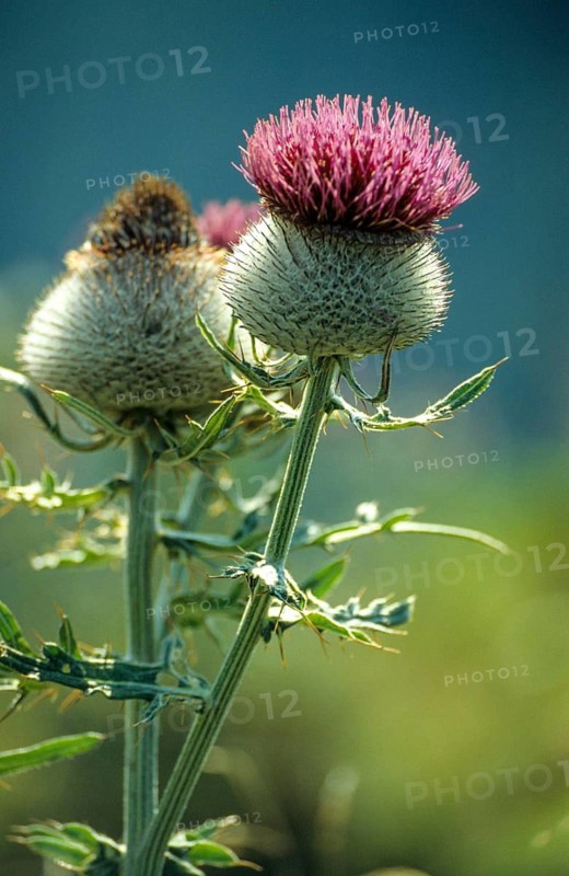 Asteraceae, Bavaria, Cirsium eriophorum, Germany, daisy, monk crown, woolly thistle, woolly thistle, Alps, flora, high size, vertical format, thistle, plants, plants, woolly thistle