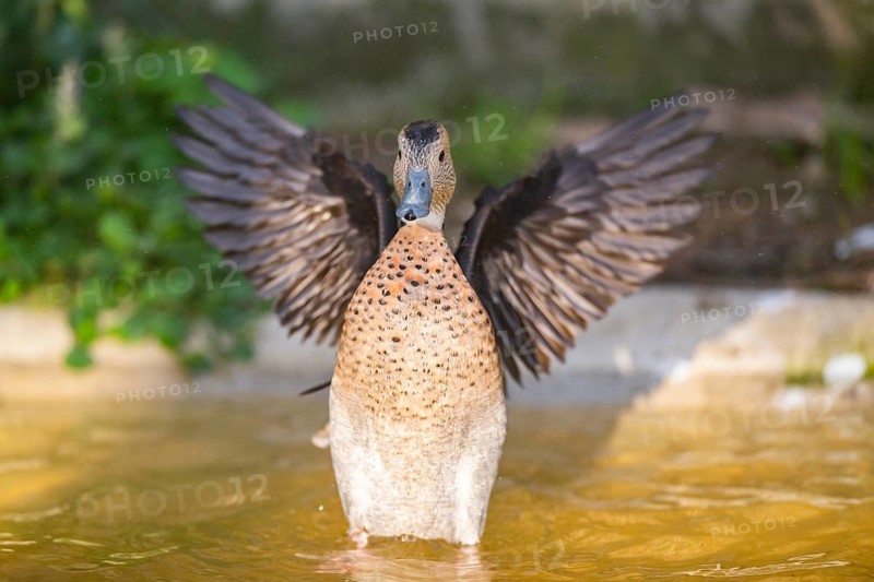 Duck shaking its wings in the water, Germany