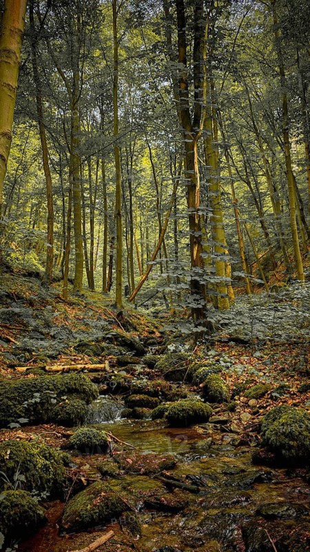 A moss-covered forest floor along a stream of the Werre with upright trees under diffuse light, calm, melancholy atmosphere, atmospheric, hiking in the Schwarza Valley nature park Reserve, Thuringian Highlands, Thuringian Forest Nature Park
