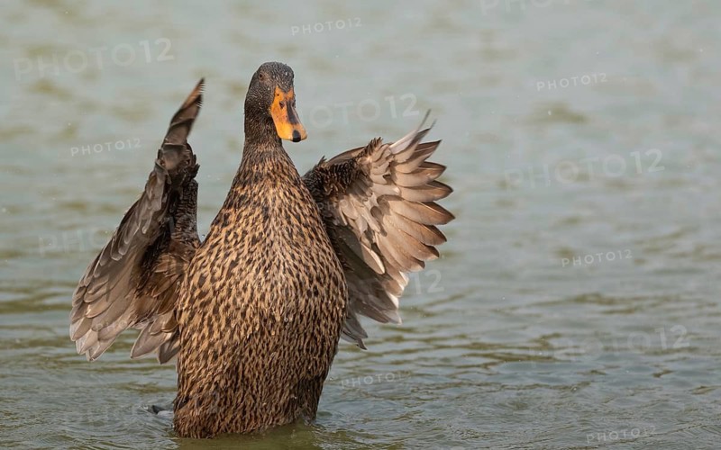 Female Mallard duck (Anas platyrhynchos) swimming in a pond, Sreepur, Gazipur, Bangladesh