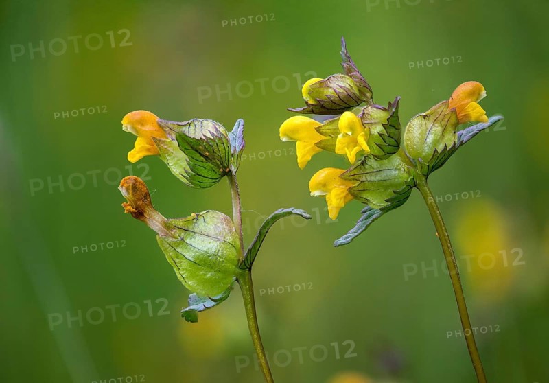 Brownwort family, small rattlespot, rhinanthus minor, scrophulariaceae, cockscomb, flora, hayrattle, rattlespot, little yellow rattle, plants, yellow rattle