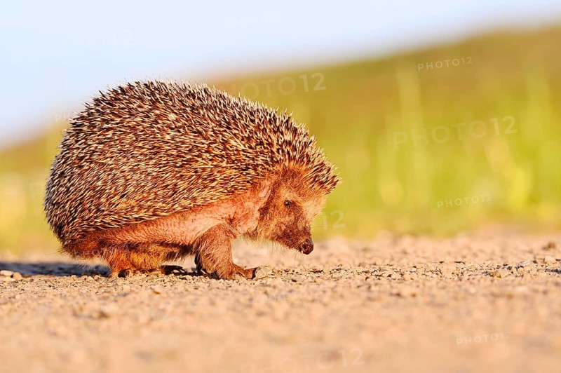 Brown-breasted hedgehog or Western European hedgehog (Erinaceus europaeus), North Rhine-Westphalia, Germany