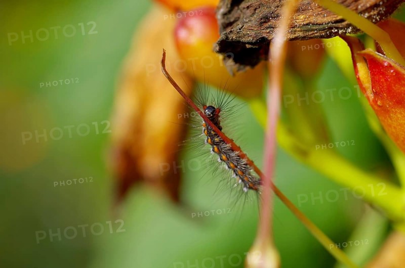 Swan (Euproctis similis), caterpillar, colourful, hair, The caterpillar clings to a thin plant stalk