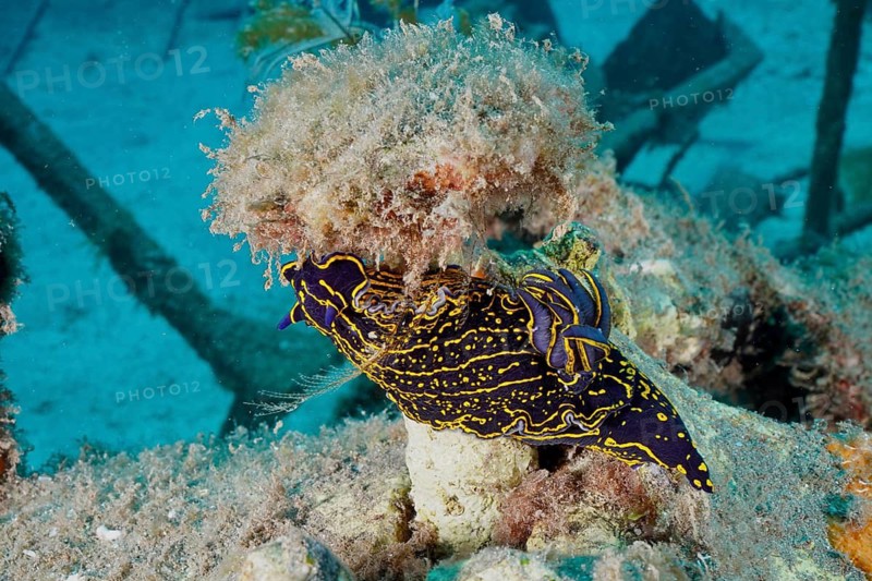 A colourful nudibranch, the yellow-and-purple star nudibranch (Felimare picta), crawls over a shipwreck in the sea, at the ‘Meteor Wreck' dive site, a Russian hydrofoil, Arguineguín, Gran Canaria, Spain, Europe, the Atlantic Ocean