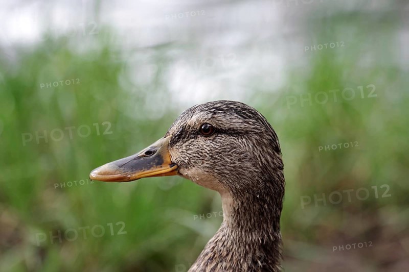 Mallard (Anas platyrhynchos), female, portrait, beak