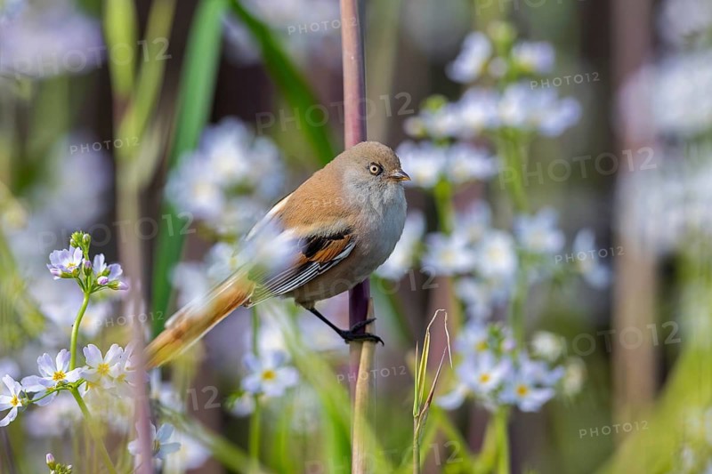 Bearded reedling, bearded tit (Panurus biarmicus) female in reedbed perched on reed stem at wetland in spring