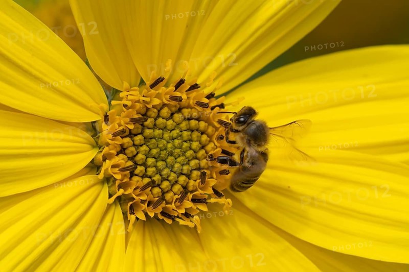 Honey bee (Apis mellifera) adult feeding on a sunflower flower in a garden, Suffolk, England, United KIngdom