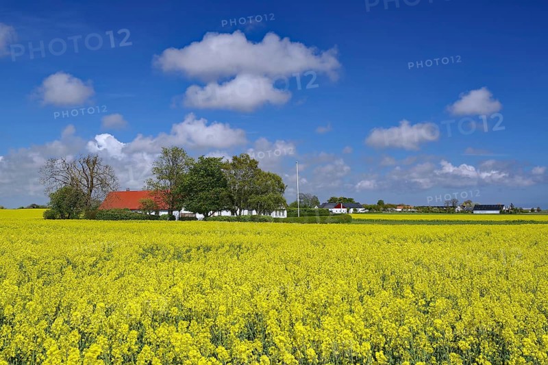 Blooming rapeseed field under blue sky with clouds, natural landscape, Ystad, Skane, Sydostleden, Sweden