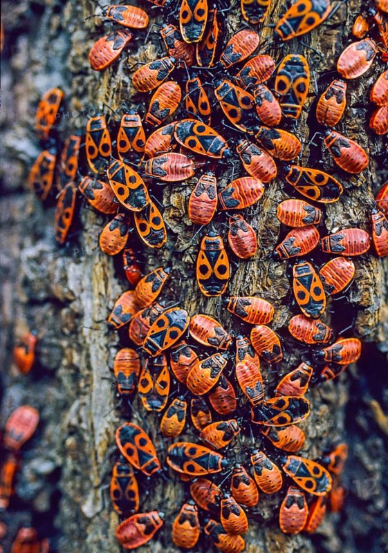 Firebug, common fire bug, Pyrrhocoris apterus, high size, portrait format, insects, bugs