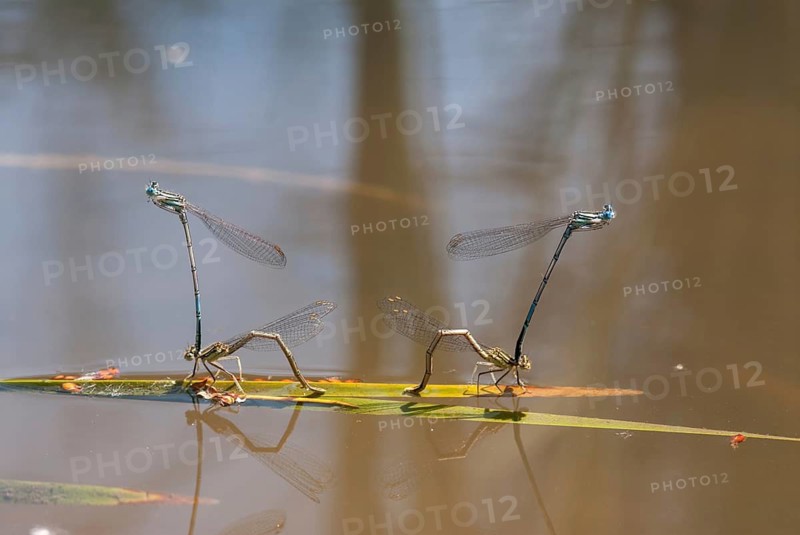Azure damselfly, blue feather dragonfly, platycnemis pennipes, white-legged damselfly, Bulgaria, damselflies, dragonflies, egg deposition, egg laying, female, insects, leo, dragonflies, male, odonata, female, zygoptera