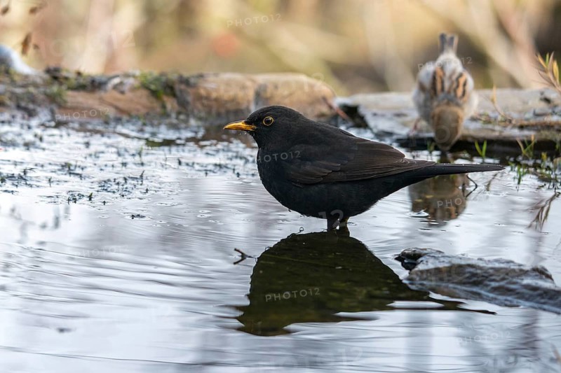 Blackbird, Turdus Merula, Bath, Bird Bath, Birds, Male, Passeri, Songbirds, Potion, Birdbath, Birds, Watering Place