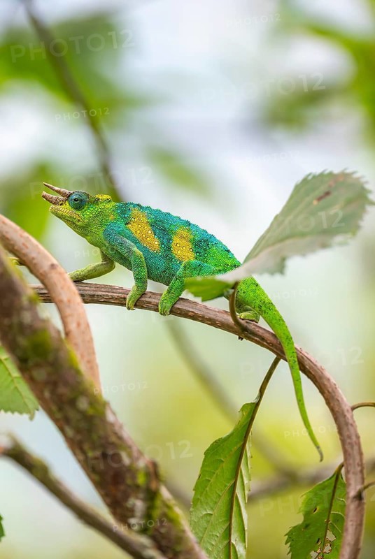 Three-horned chameleon (Trioceros jacksonii), male, between leaves on a branch, Bwindi Impenetrable Forest National Park, Uganda