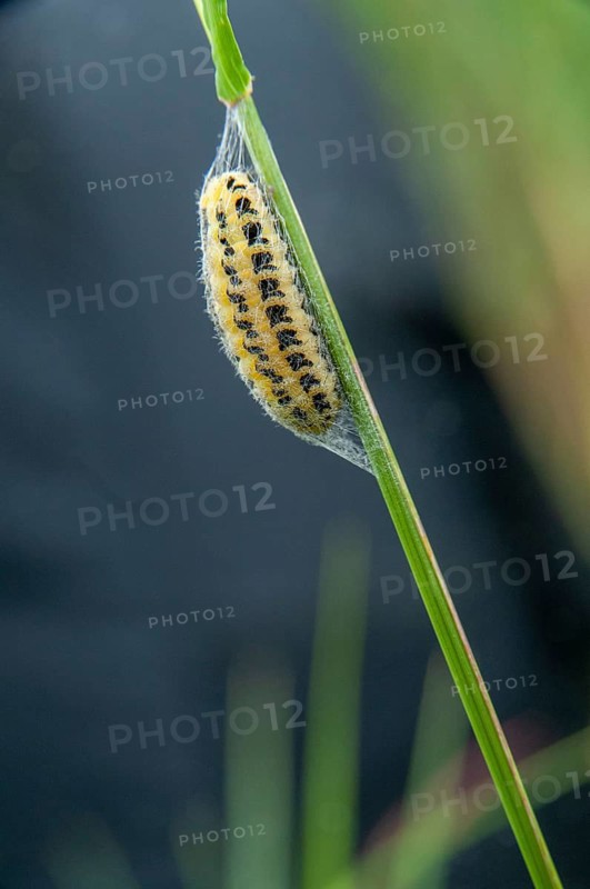 Blood droplets spec., ram spec., zygaenidae, burnet, butterfly, high size, portrait, inchworm, insects, moths, moths, moths, moth, caterpillar, butterfly, pupation