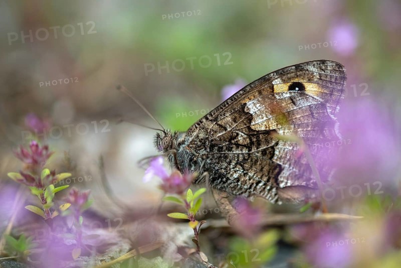 Hipparchia semele, ochre velvet butterfly, rock grayling, rust bandage, butterfly, grayling, insects, butterfly, butterflies, butterflies