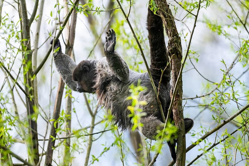 Common woolly monkey (Lagothrix lagothricha) climbing in a tree, captive