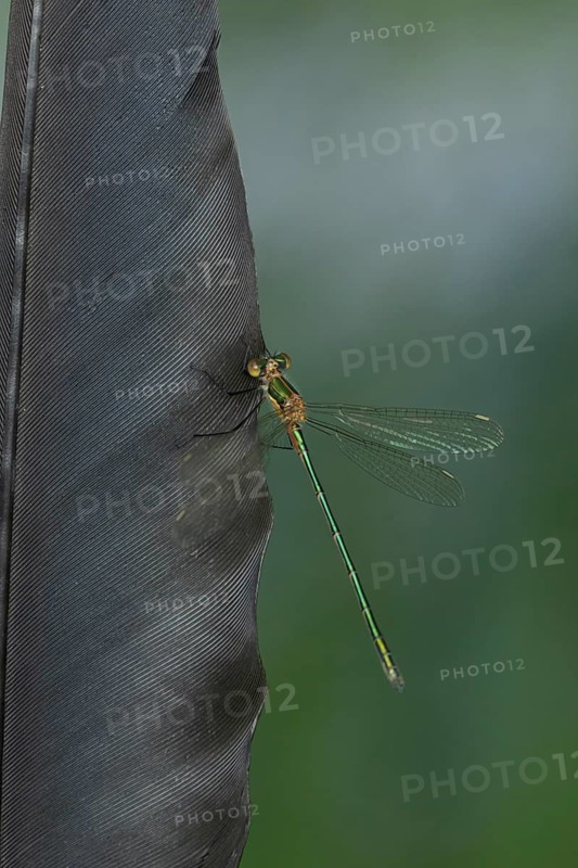 Emerald damselfly (Lestes sponsa) adult insect resting on a bird feather in summer, Suffolk, England, United Kingdom