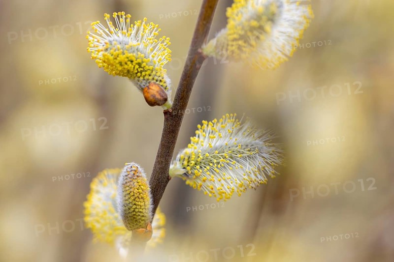 Goat willow, pussy willow, great sallow (Salix caprea) close up of flowering yellow male catkins in spring
