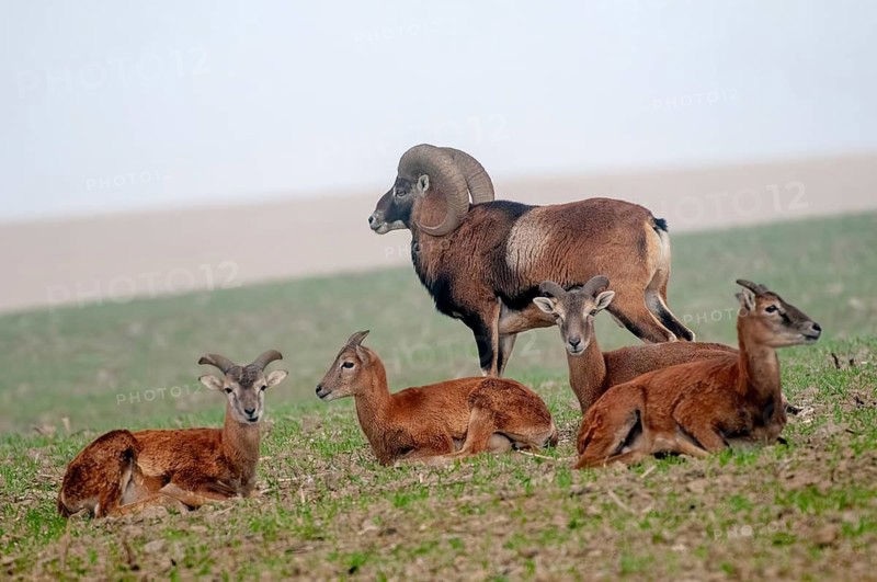 Artiodactyla, even-toed ungulate, mouflon, mouflon, mouflon, ovis gmelini musimon, cloven-hoofed, female, adolescent, juvenile, male, mammals, sheep, mammals, female, wild