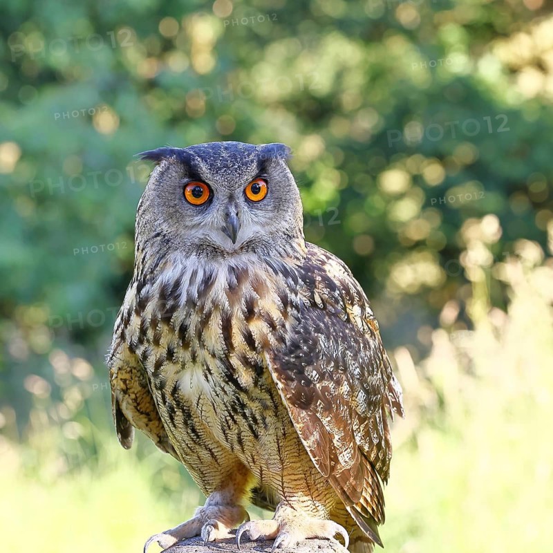 European eagle owl (Bubo bubo), perched on a post, Rhineland-Palatinate, Germany