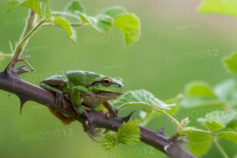 Eastern tree frog, hyla orientalis, tree frog, amphibians, amphibians, Bulgaria, frog, frog, amphibian, eastern tree frog