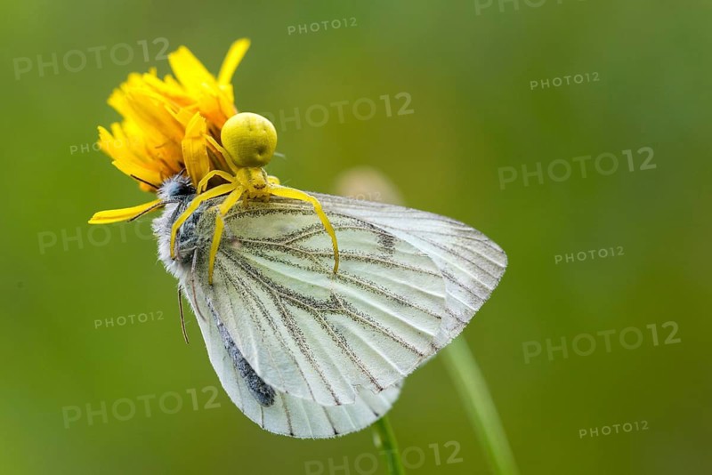 Arachnida, green-veined white, green vein whitling, misumena vatia, pieris napi, rape whitening, arachnids, variable crab spider, arthropod, prey, butterfly, capture, flower spider, arthropods, goldenrod crab spider, hunting, insects, hunting, crab spider, butterfly, spiders, butterflies, butterflies, spiders, butterflies